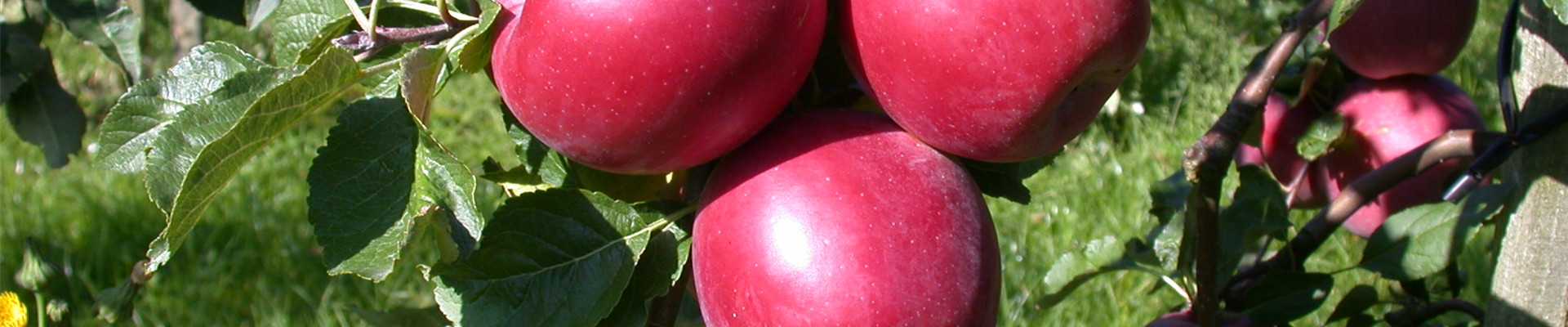 Malus domestica 'Enterprise'®