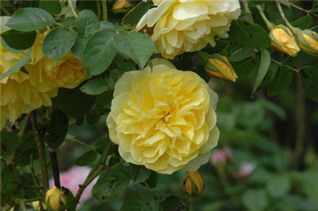 IDEEN FÜR DIE TERRASSEN–KÜBEL