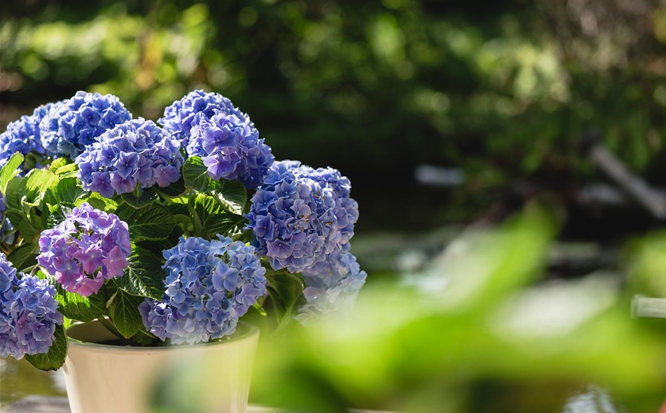 Herzlich Willkommen - Gartencenter Fahr Dornstetten