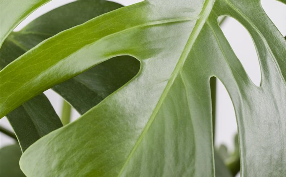 Zimmerpflanzen - Blätter und Blüten Zimmerpflanzen - Blätter und Blüten