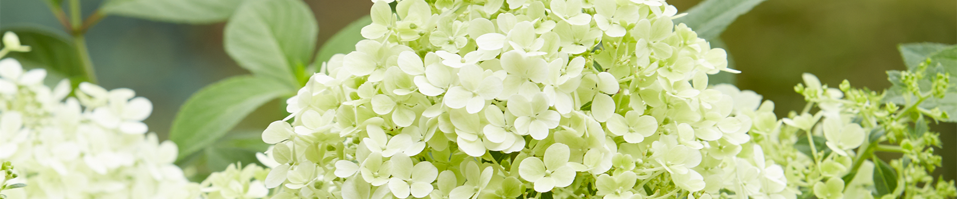 RISPENHORTENSIE