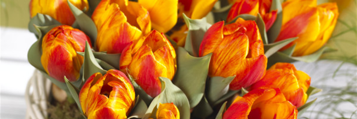 BLUMENZWIEBELN IM GLAS