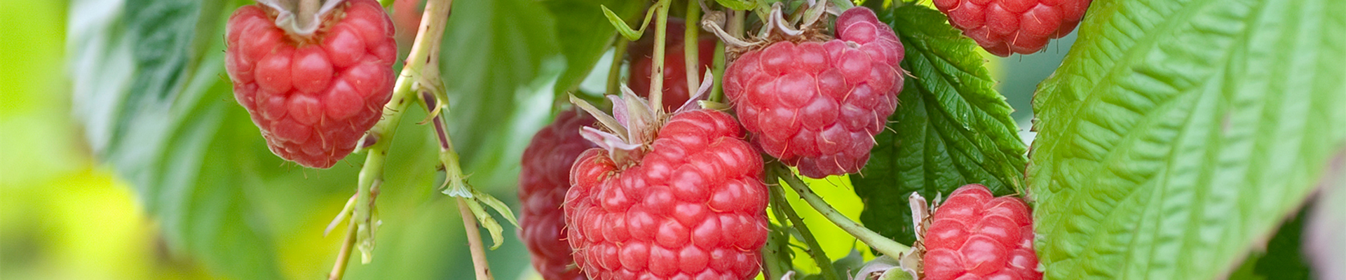 Ernteverlängerung bei Beerenobst