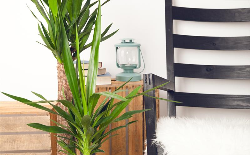 Innenraumbegrünung Innenraumbegrünung