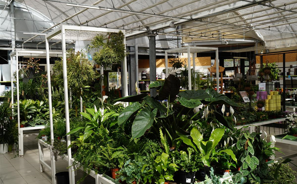 Zimmerpflanzen Zimmerpflanzen