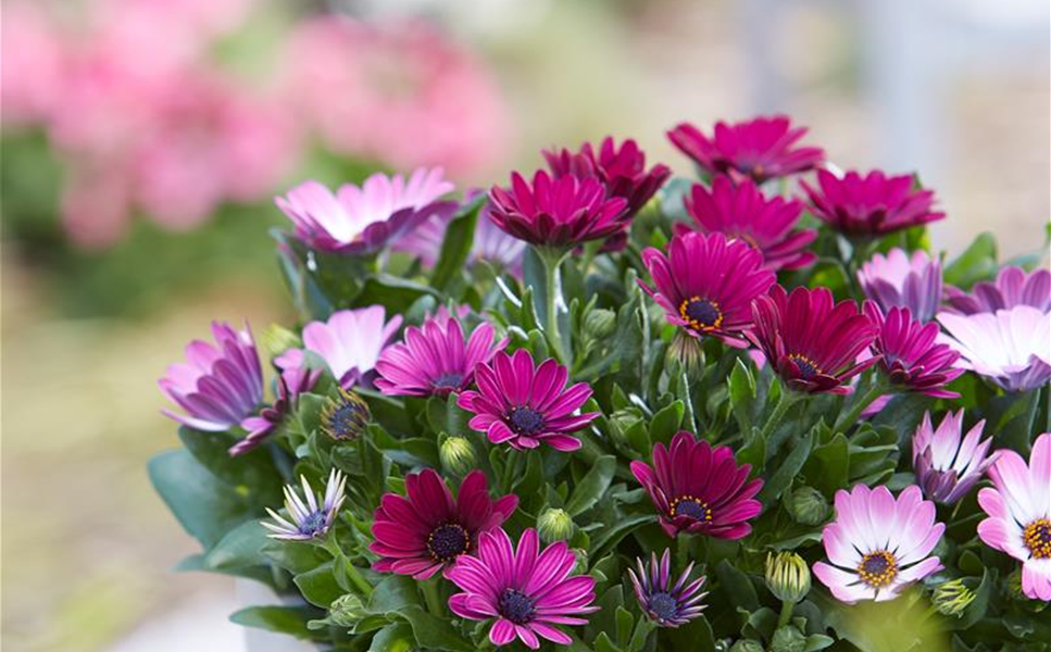Aussen - Pflanzegefäße für den Garten!