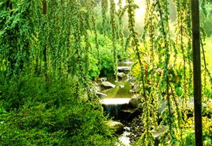 Teich Teich
