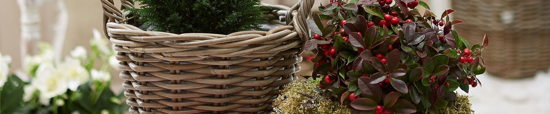 IMMERGRüNE OUTDOORSTARS