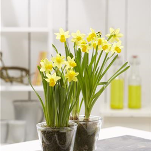 PFLANZE DES MONATS FEBRUAR: NARZISSE