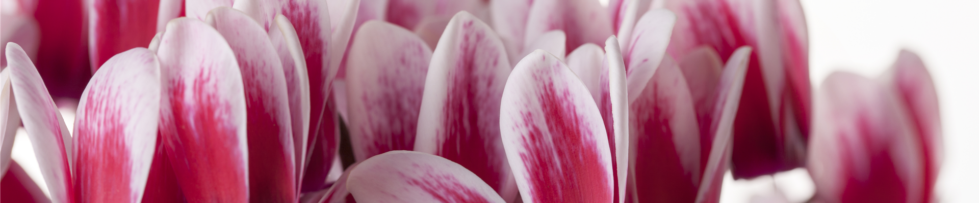 Cyclamen coum 'Shine Red'