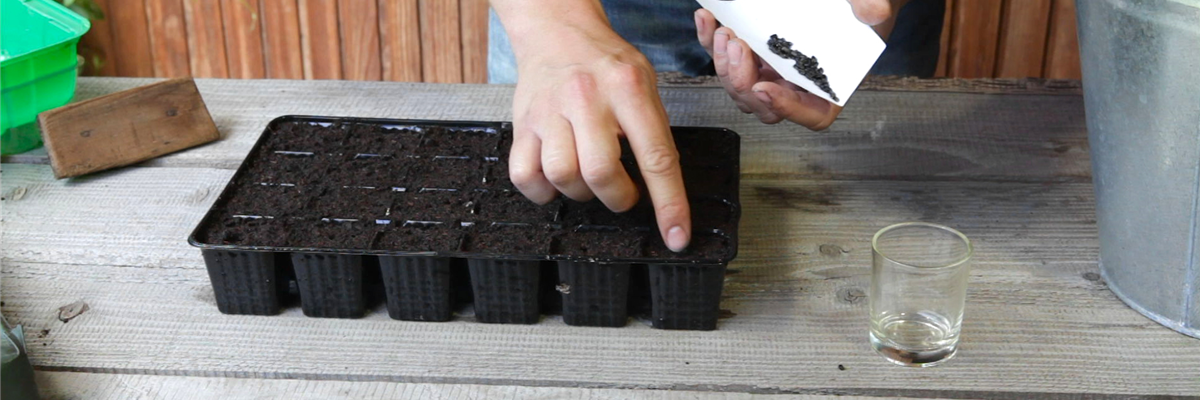 Sonnenblumen - Aussäen von Samen (thumbnail) Sonnenblumen - Aussäen von Samen (thumbnail)