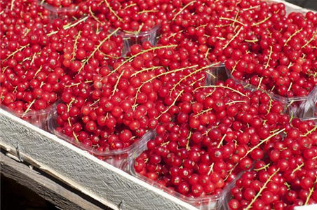 GäRTEN FüR NASCHKATZEN