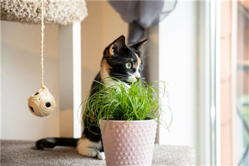 Haustierfreundliche Pflanzen. Haustierfreundliche Pflanzen.