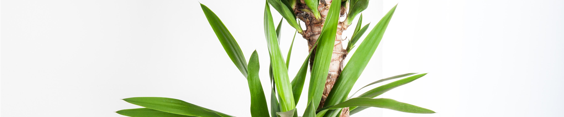 PFLEGELEICHTE ZIMMERPFLANZEN!