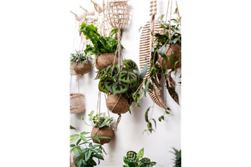 HäNGENDE ZIMMERPFLANZEN! HäNGENDE ZIMMERPFLANZEN!