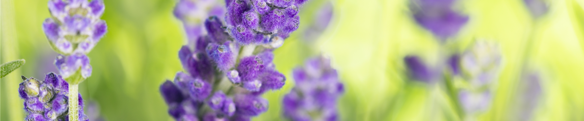 Lavandula angustifolia
