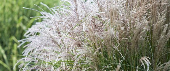 WIE GRäSER DEN GARTEN AUFWERTEN!