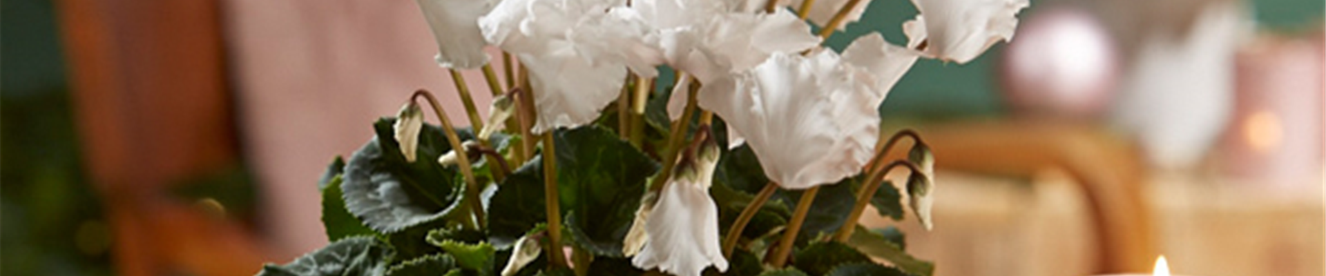 WIR KÖNNEN WEIHNACHTEN!