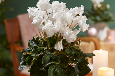 WIR KÖNNEN WEIHNACHTEN! WIR KÖNNEN WEIHNACHTEN!