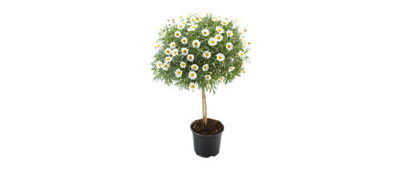 BLüHENDES MAKE OVER! 