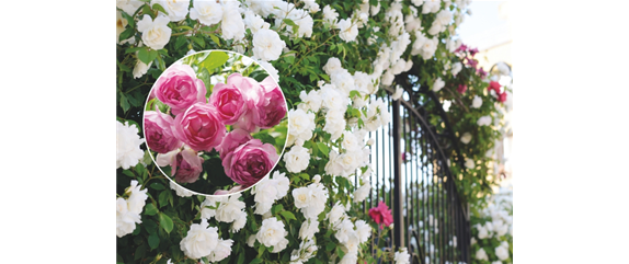 ELEGANTER ROSENGARTEN! 