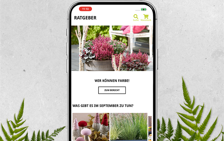 Hintergrund_Mockup_ratgeber.png